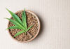 Najchętniej wybierane kolekcjonerskie nasiona marihuany