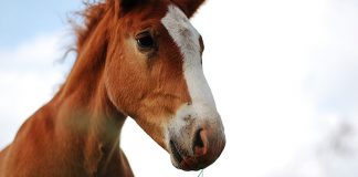 Probiotyki dla koni – jaką rolę pełnią w ich odżywianiu?
