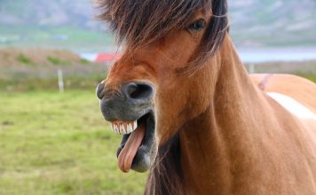 Witaminy i suplementy dla koni