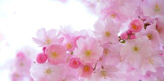 Które kwiaty lubią mleko?