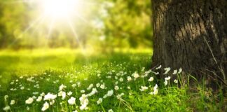 Jakie kwiaty z nasion w domu?