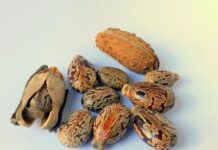 Co ile wymiana oleju w ciągniku rolniczym? Co ile wymiana oleju w ciągniku rolniczym?