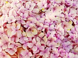 Czy hortensje można podlewać fusami z kawy?