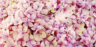 Czy hortensje można podlewać fusami z kawy?