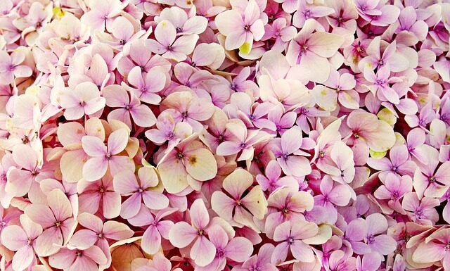 Czy hortensje można podlewać fusami z kawy?