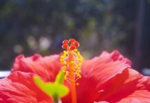 Z czego powstaje gametofit?