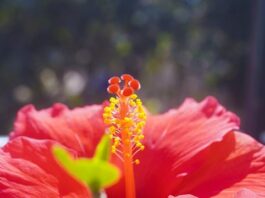 Z czego powstaje gametofit?