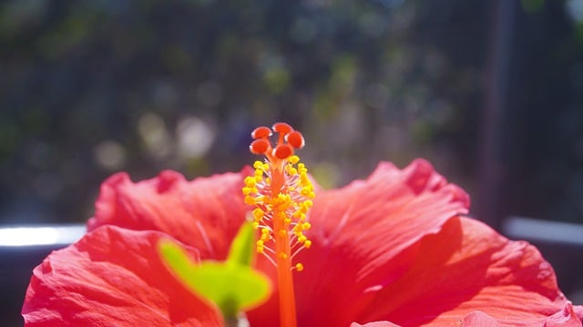 Z czego powstaje gametofit? Z czego powstaje gametofit?