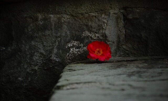 Jak wyhodować kwiatka?