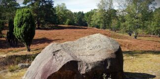 Jakie drewno oczyszcza komin?