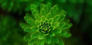 Jakie to są rośliny pastewne?