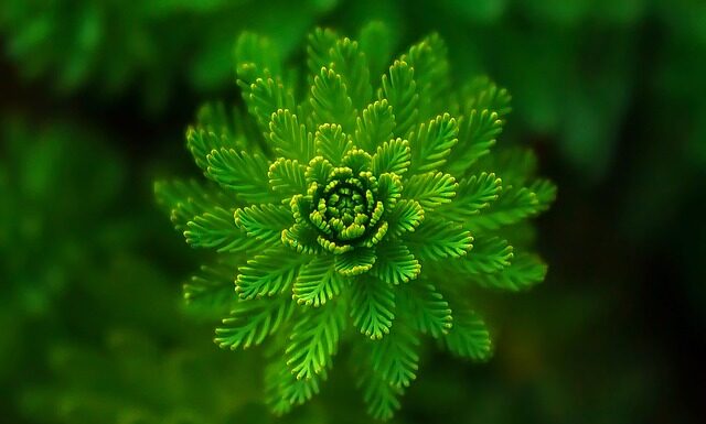 Jakie to są rośliny pastewne? Jakie to są rośliny pastewne?