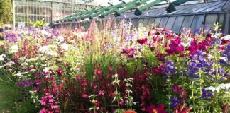 Z czego robi się mocznik?