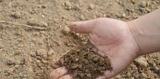 Czy można siać nawóz w deszczu?