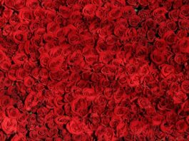 Czym się różni żyto od jęczmienia?