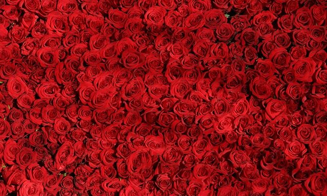 Czym się różni żyto od jęczmienia? Czym się różni żyto od jęczmienia?