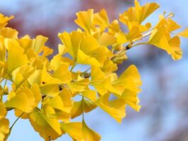 Czy wentylatory chłodzą?