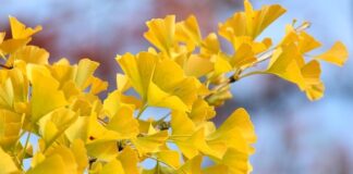 Czy wentylatory chłodzą?