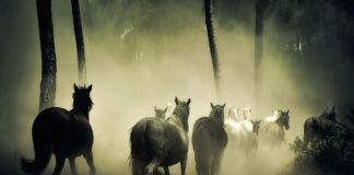 Ile koni ma Mini Cooper 1.6 benzyna?