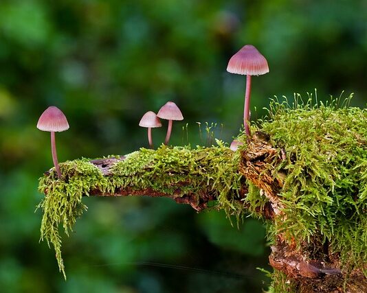 Jakie są rodzaje śrubokrętów?