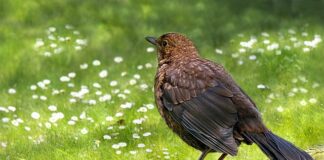 Czy w przepustnicy powinien być olej?