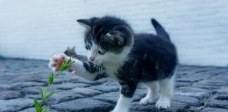 Jakie małe auto do 10 tys?