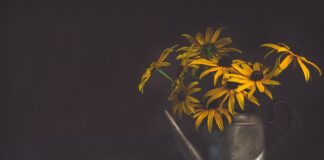 Co podlewamy biohumusem?