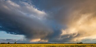 Jaki nawóz na kwitnienie roślin?