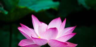 Czy kwiat jest owocem?