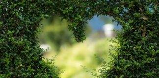 Kiedy zasilać rośliny?