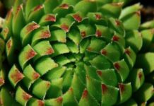 Jaka roślina wiąże najwięcej azotu? Jaka roślina wiąże najwięcej azotu?