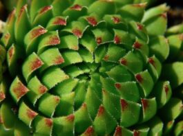 Jaka roślina wiąże najwięcej azotu?