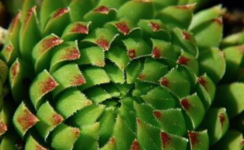 Jaka roślina wiąże najwięcej azotu? Jaka roślina wiąże najwięcej azotu?