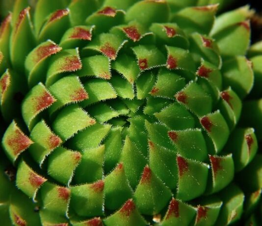 Jaka roślina wiąże najwięcej azotu?