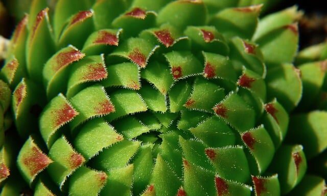 Jaka roślina wiąże najwięcej azotu? Jaka roślina wiąże najwięcej azotu?