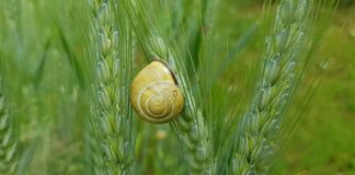 Jak uszczelnić lagi w crossie?