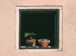 Co ile dni podlewać tuje?