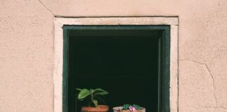 Co ile dni podlewać tuje?