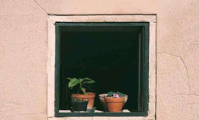 Co ile dni podlewać tuje? Co ile dni podlewać tuje?