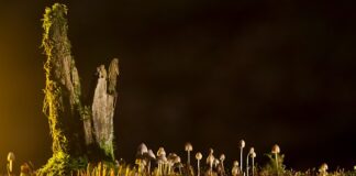 Jakie są rodzaje urządzeń wielofunkcyjnych?