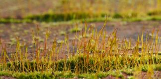 Czym różni się sporofit od gametofitu?