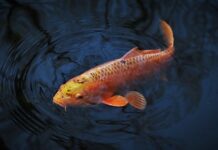 Jaki nóż do karpia? Jaki nóż do karpia?