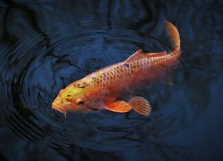 Jaki nóż do karpia? Jaki nóż do karpia?