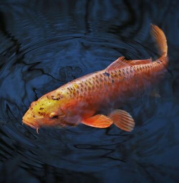 Jaki nóż do karpia? Jaki nóż do karpia?