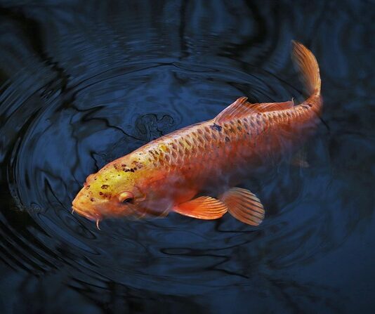 Jaki nóż do karpia?