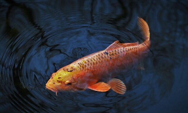 Jaki nóż do karpia? Jaki nóż do karpia?