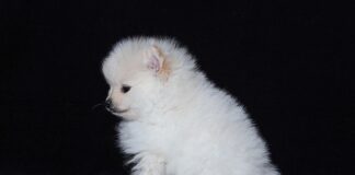 W jaki sposób rozmnażają się rośliny?