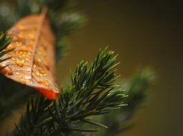 Czy tuje lubią mokro?