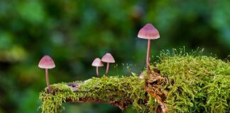 Jakie są rodzaje nawozów?