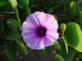 Jak zamontować nóżkę do drzwi?